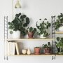Pilea peperomioides en pilea peperomioides baby